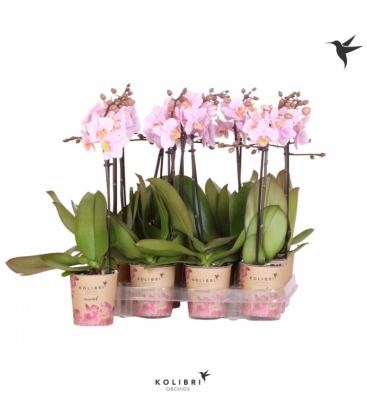 Phalaenopsis