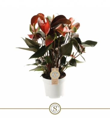 Anthurium