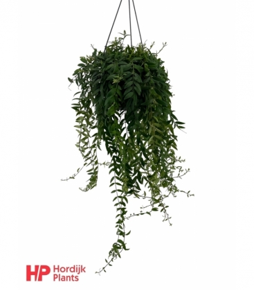 Aeschynanthus