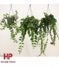Aeschynanthus