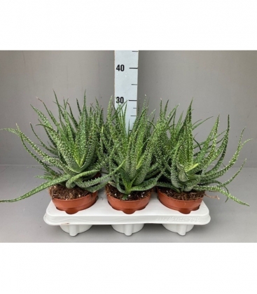 Aloe