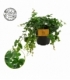Parthenocissus