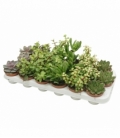 succulents