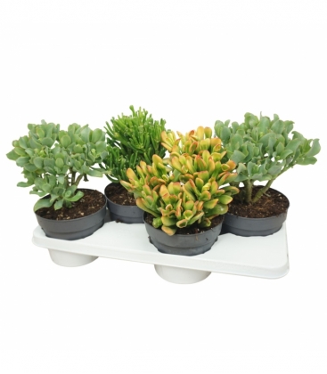 Crassula