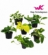 Scindapsus