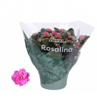 Kalanchoe