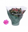 Kalanchoe