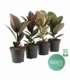 Ficus