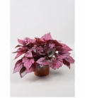 Begonia