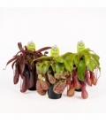 Nepenthes