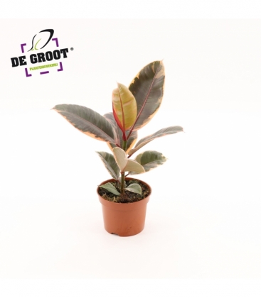 Ficus