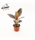 Ficus