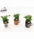 Coffea