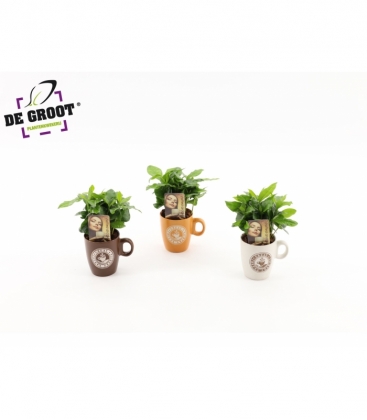 Coffea