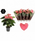 Anthurium