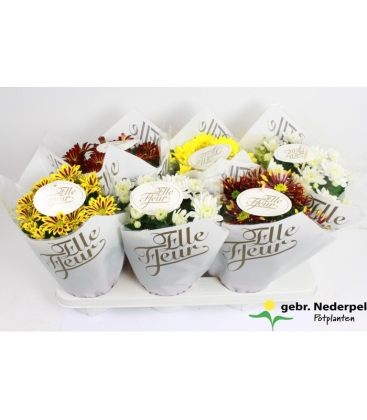 Chrysanthemum