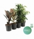 Ficus