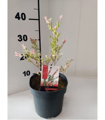 Salix