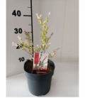 Salix