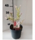 Salix