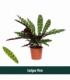 Calathea