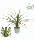 Cordyline