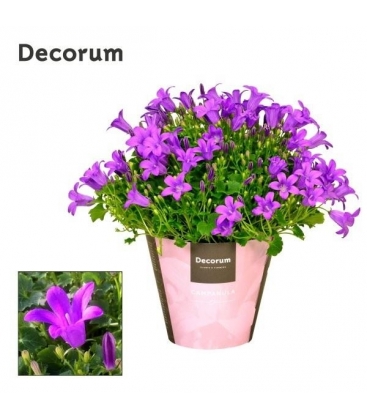 Campanula