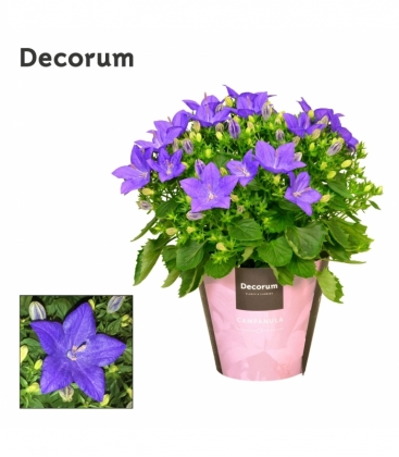 Campanula