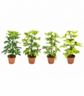 Schefflera
