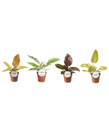 Philodendron