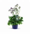 Limonium