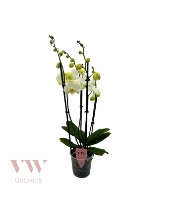Phalaenopsis