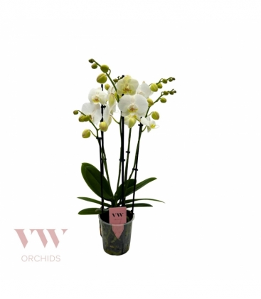 Phalaenopsis