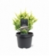 Cryptomeria