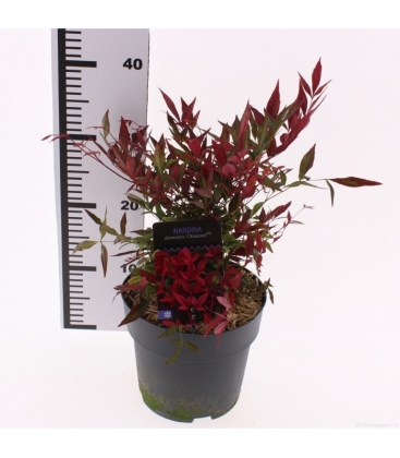 Nandina
