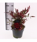Nandina