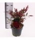 Nandina