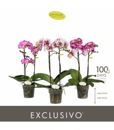 Phalaenopsis