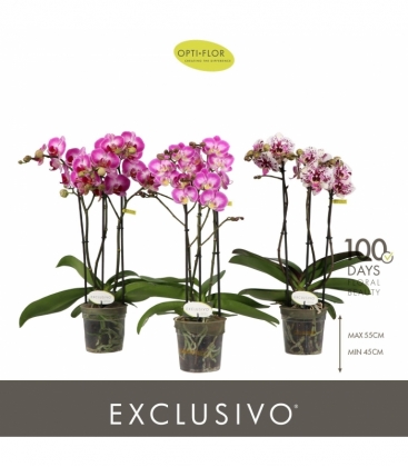 Phalaenopsis