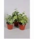 Hedera