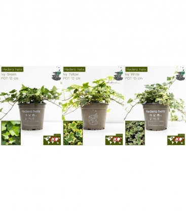 Hedera