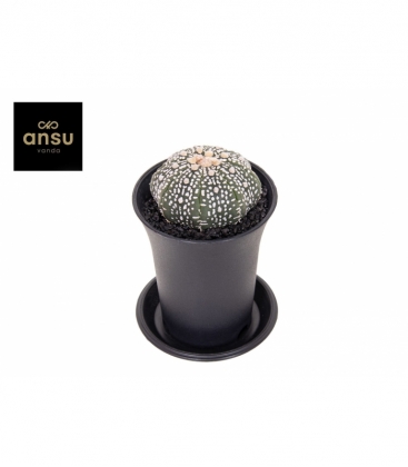 Astrophytum