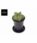 Astrophytum