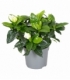 Gardenia