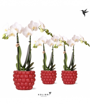Phalaenopsis