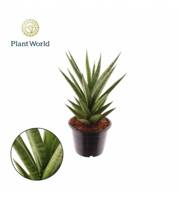 Sansevieria