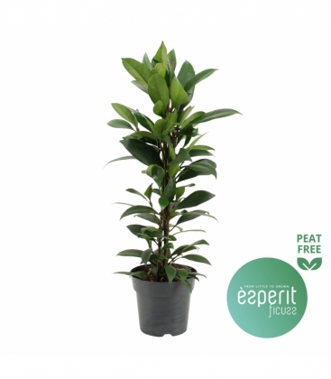 Ficus