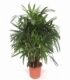 Rhapis