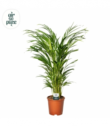 Dypsis