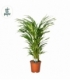 Dypsis